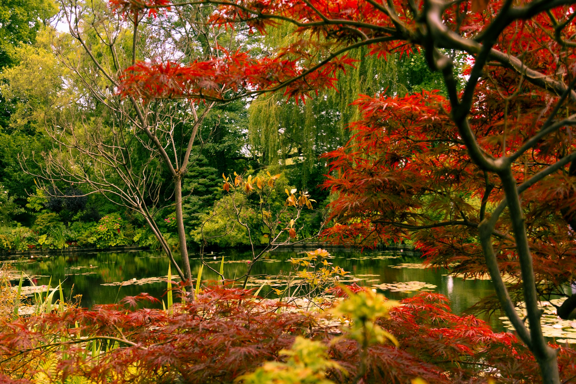 A pond surrounded by trees with red leaves