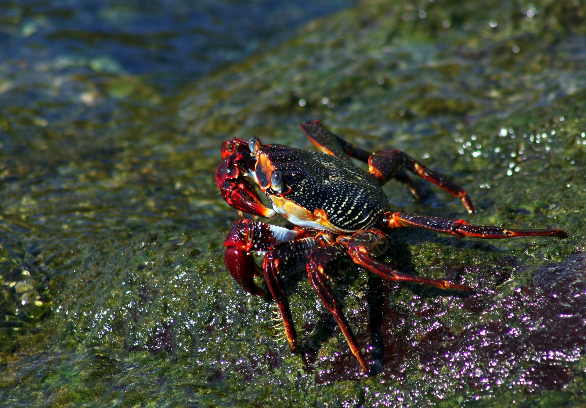 a lobster on a rock