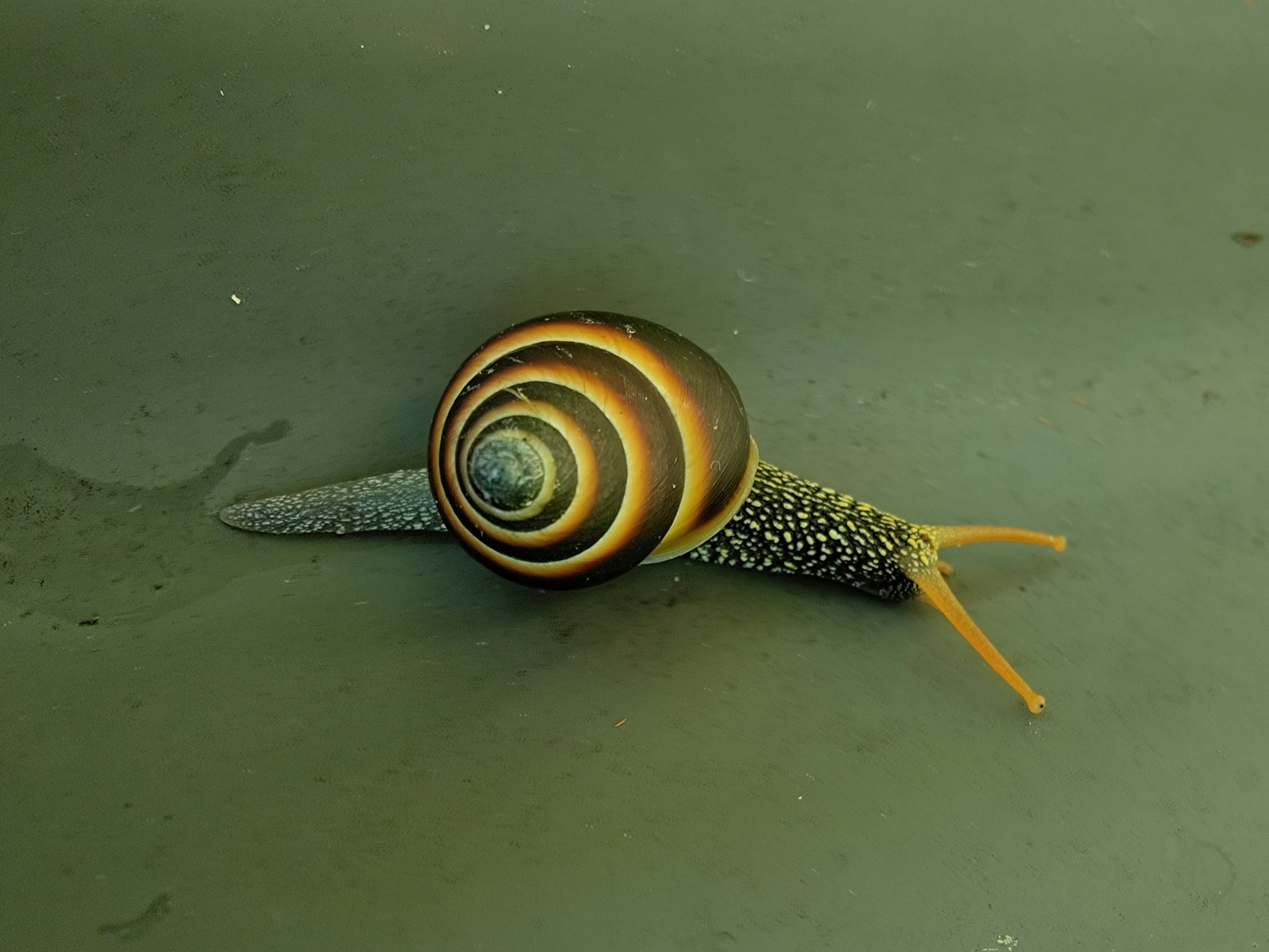a snail that is laying down on the ground