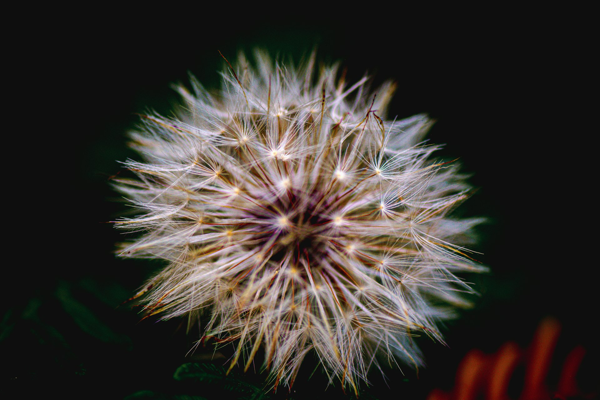 a close up of a dandelion on a black background