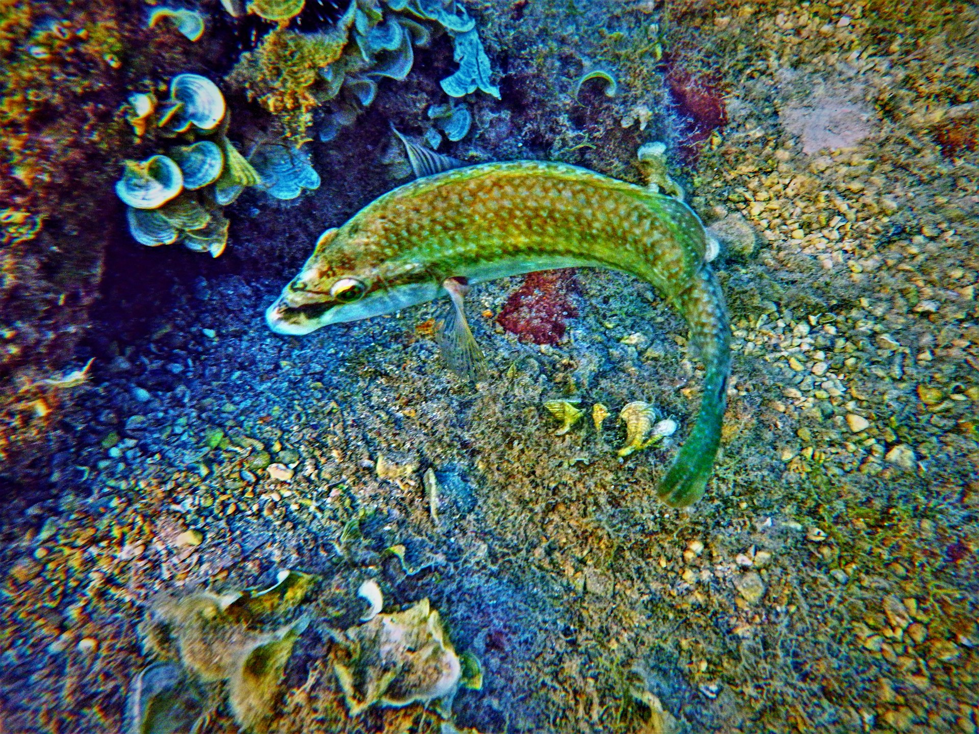 a fish that is swimming in some water