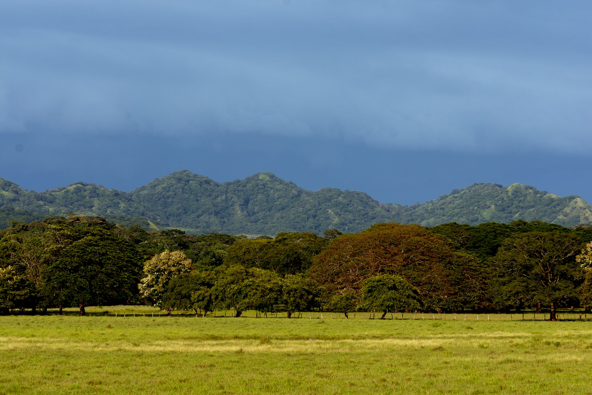 A green field with trees and mountains in the background