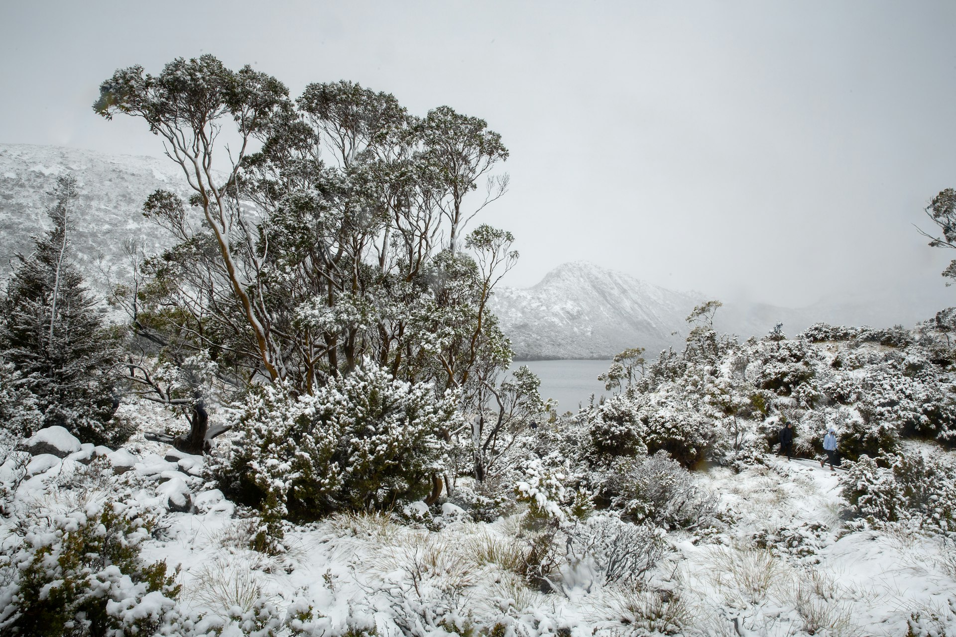 snow covered trees and mountains during daytime