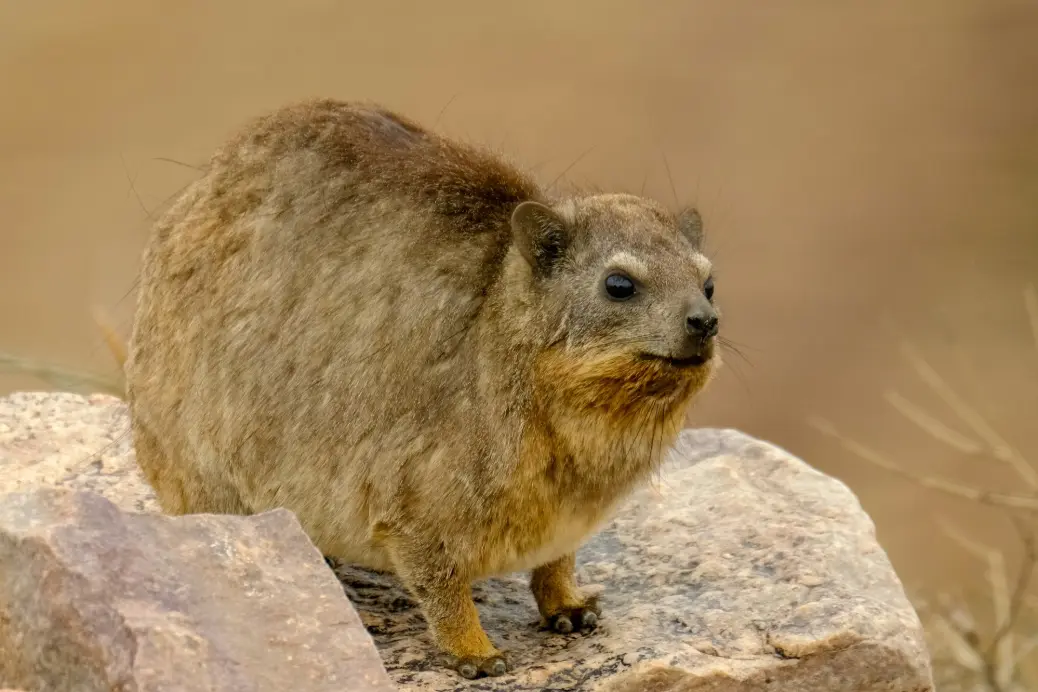 A small animal standing on top of a rock