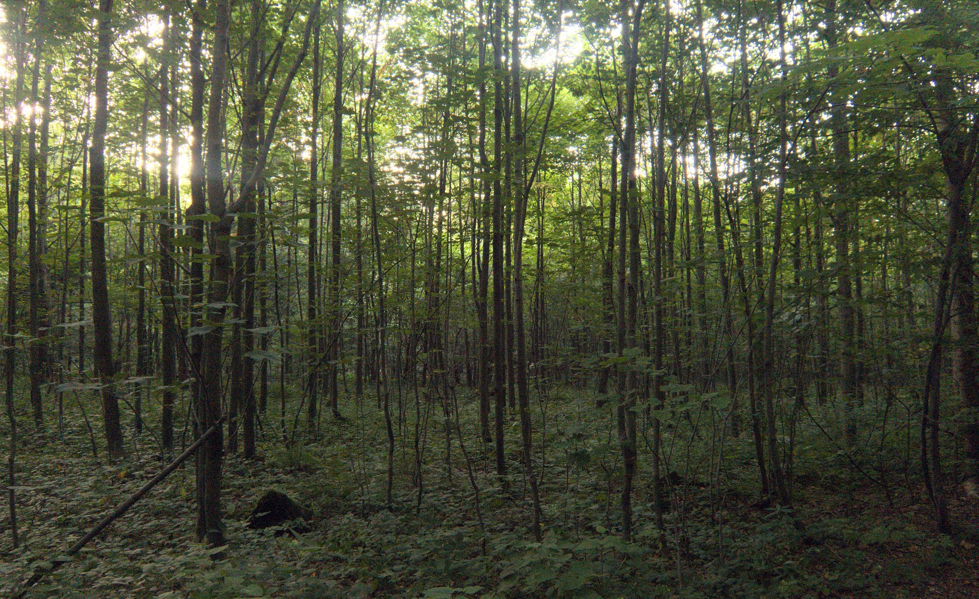 A forest filled with lots of tall trees