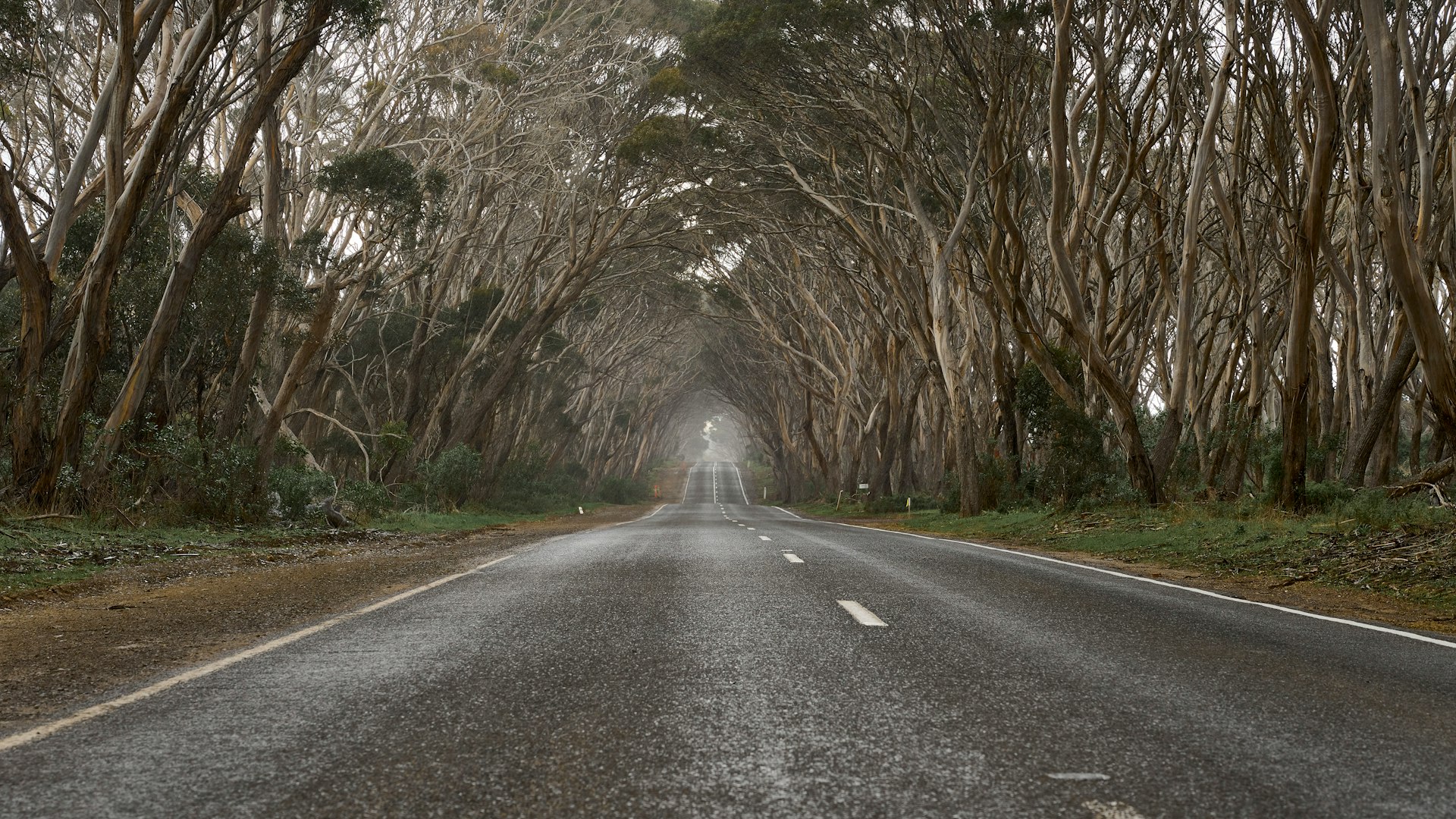 a road with trees on the side