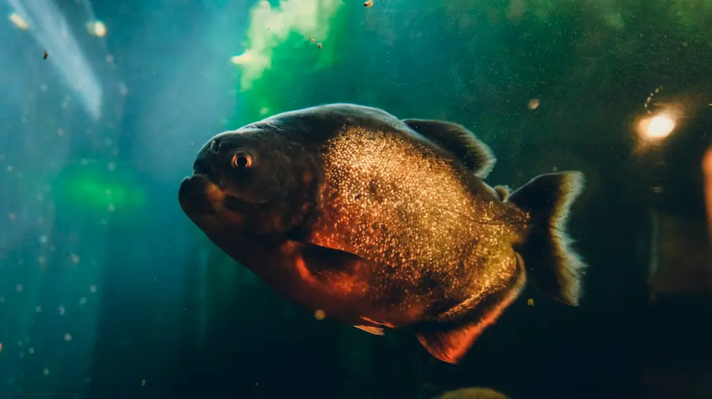 a fish that is swimming in some water