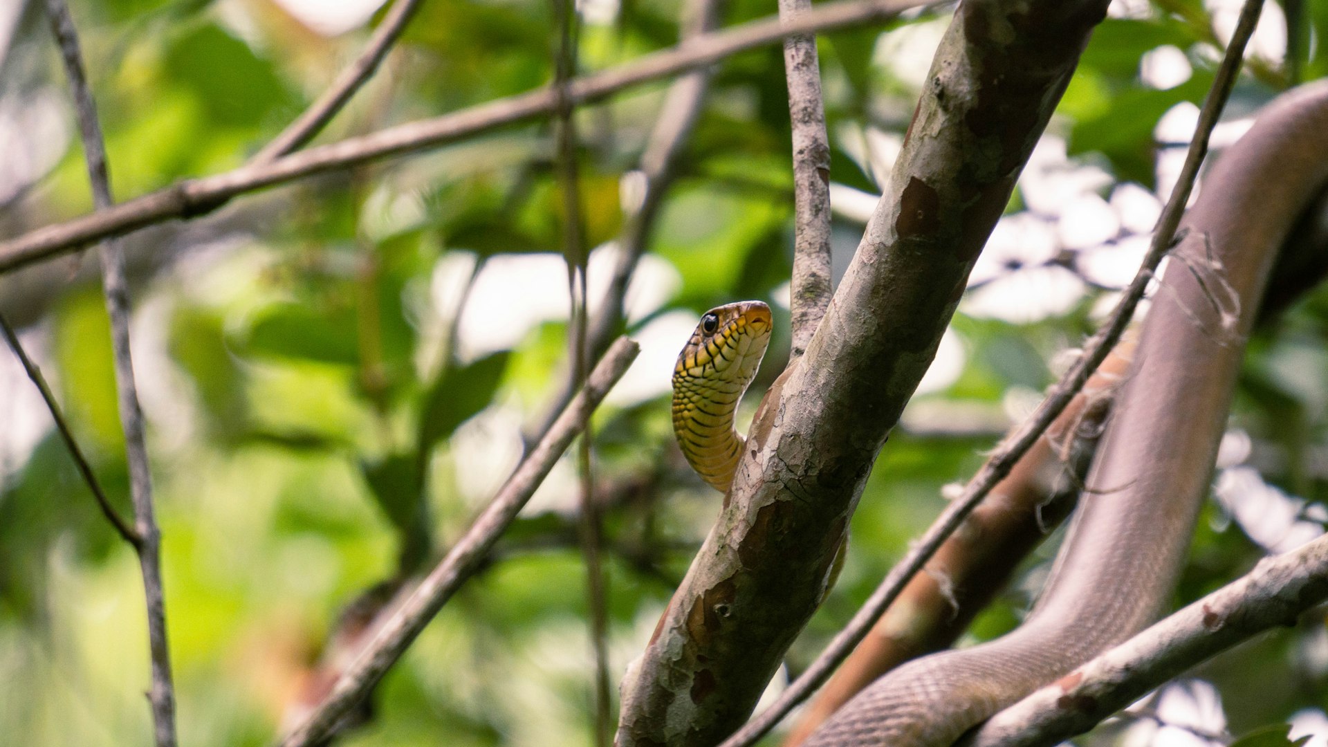 a snake is sitting on a tree branch