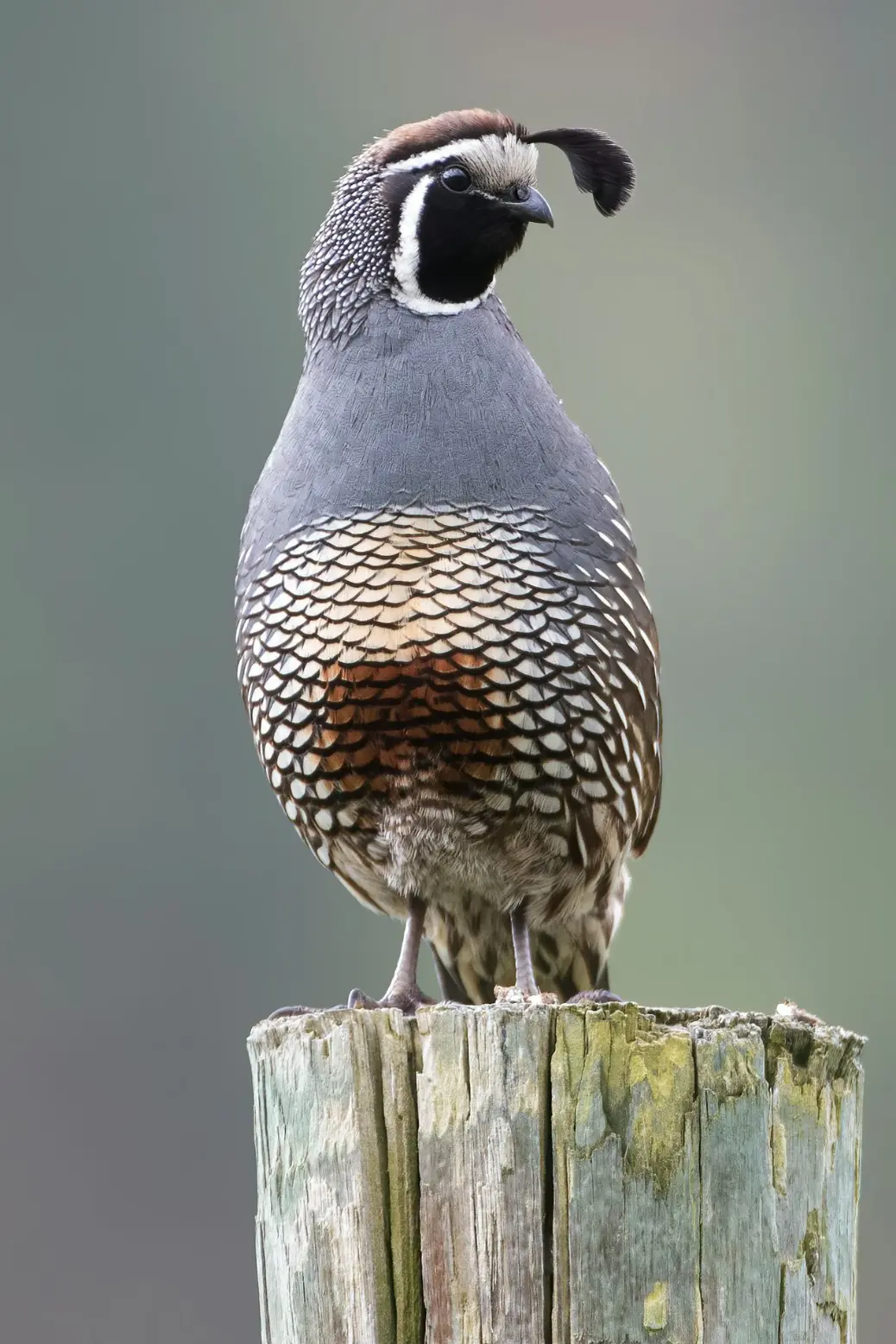 black and white bird on brown wooden stick