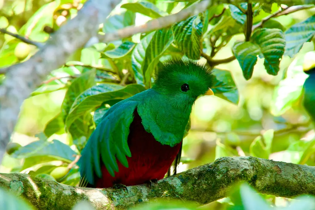 a green and red bird sitting on a tree branch