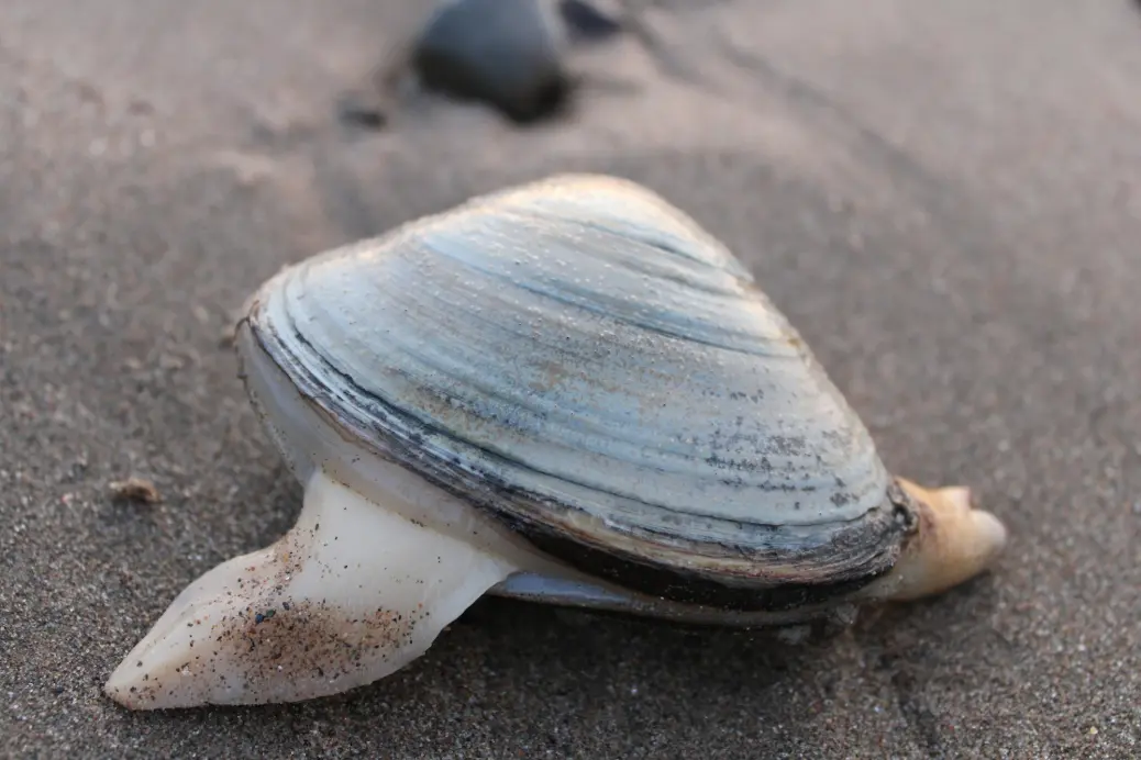 a close up of a shell on a beach