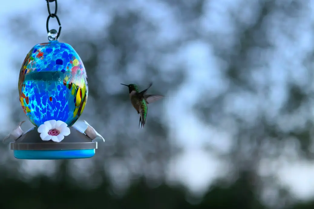 a hummingbird flying next to a bird feeder