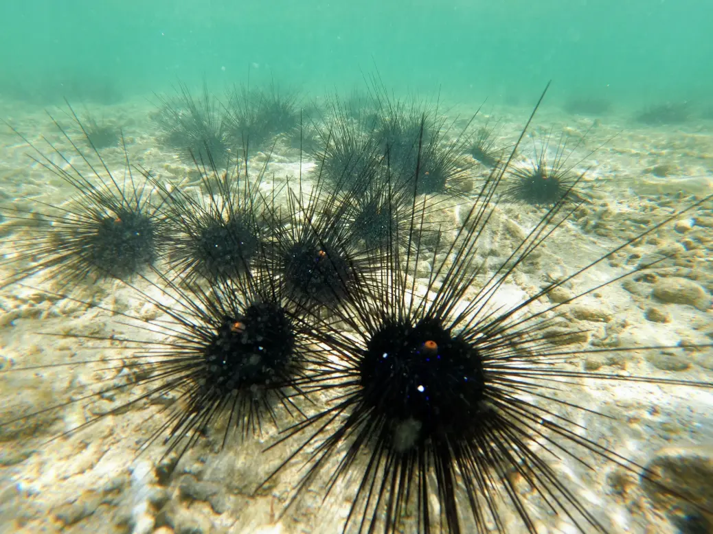 a group of sea urchins floating on top of a sandy bottom