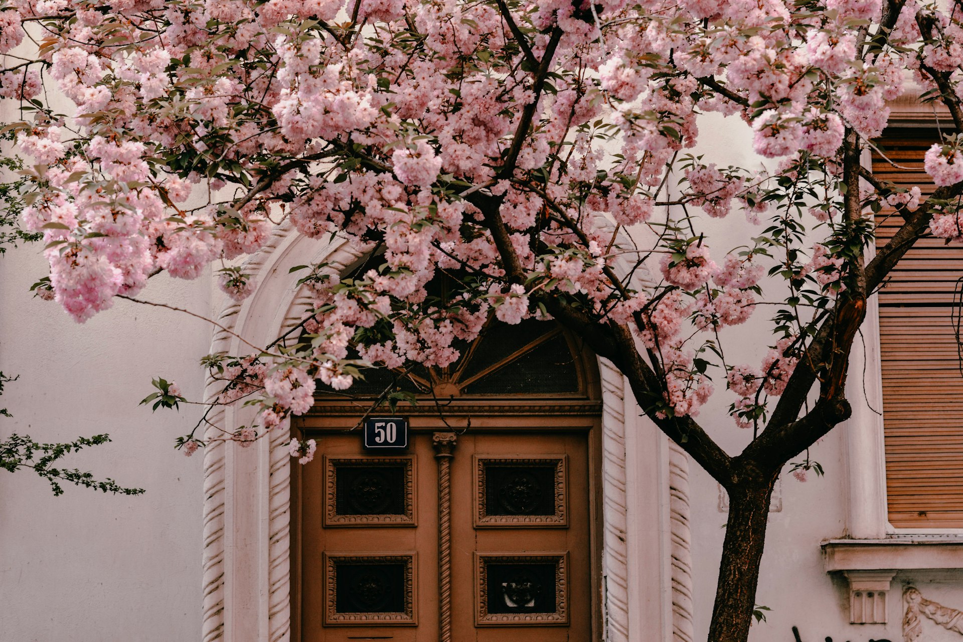 house beside cherryblossom tree
