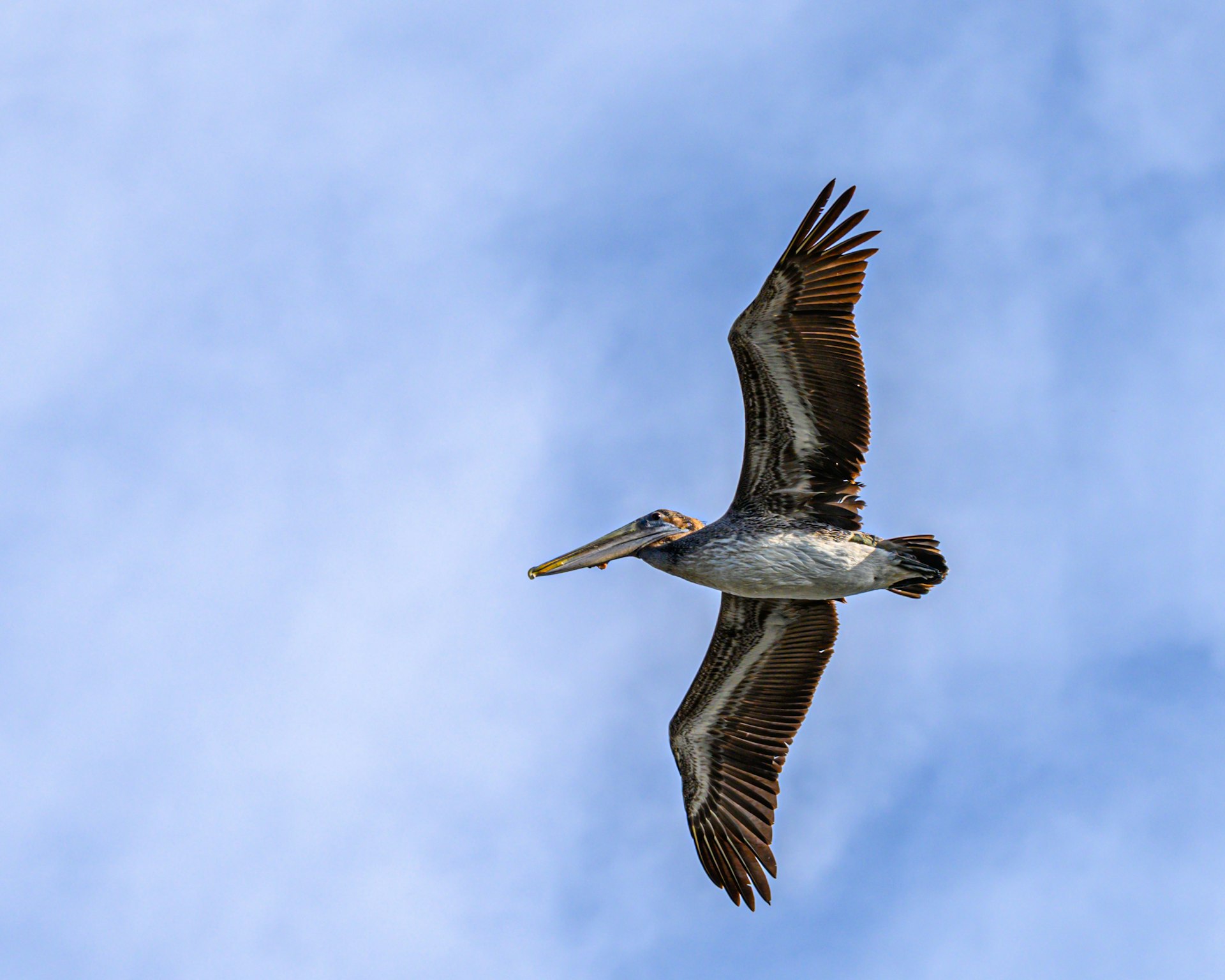 a large bird flying through a blue sky