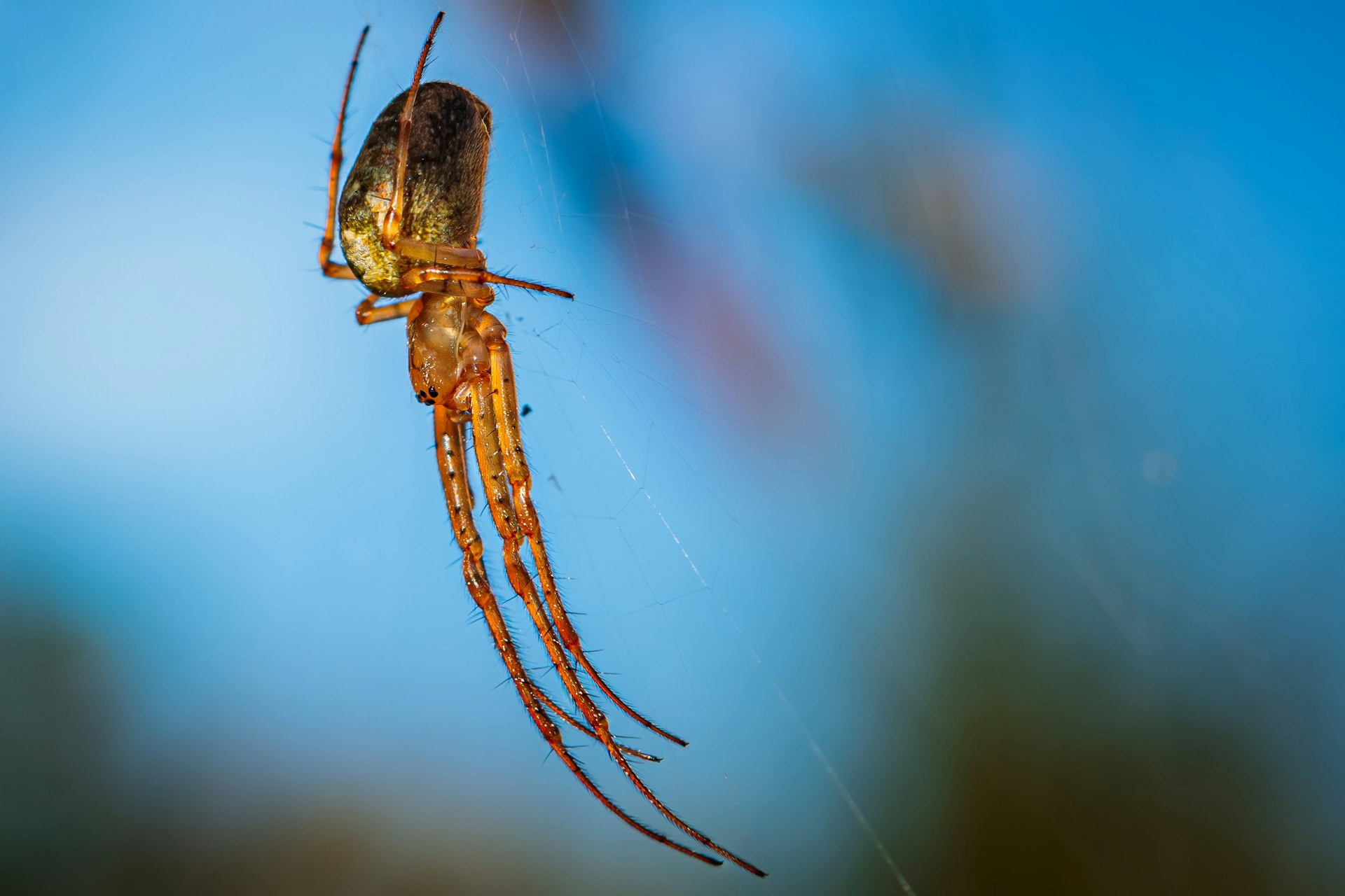 A close up of a spider on a web