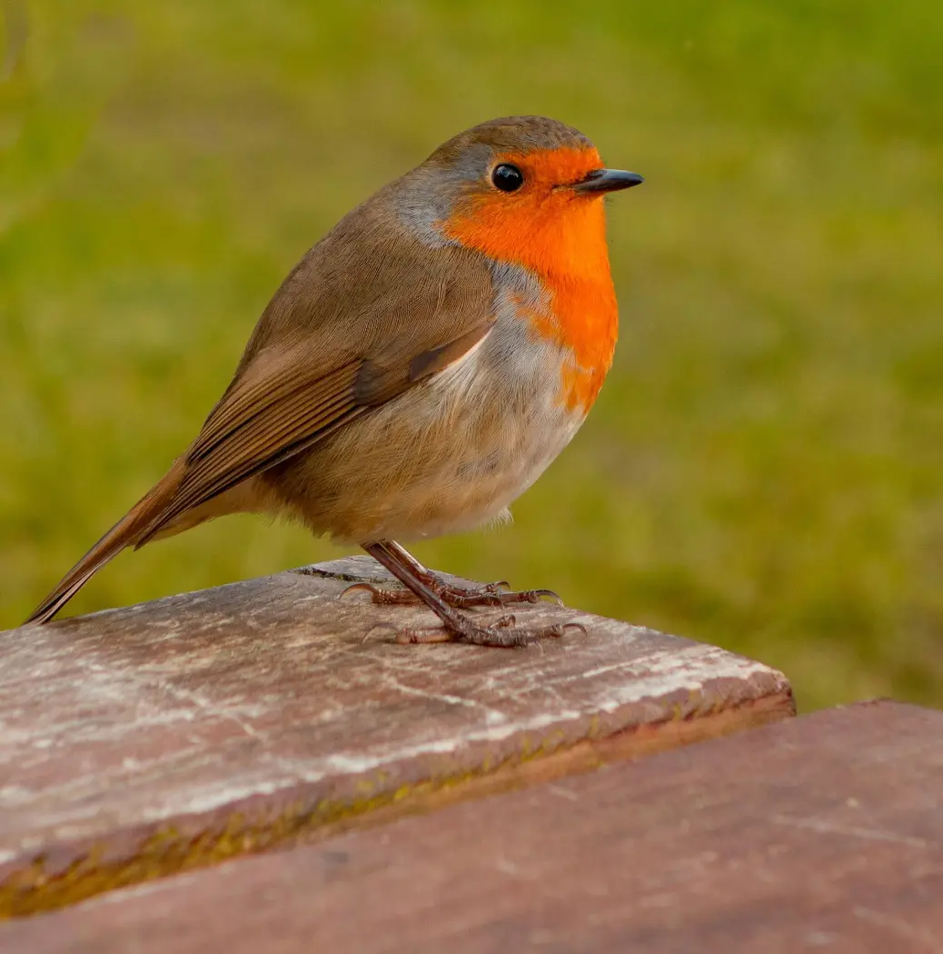 shallow focus photo of brown and orange bird