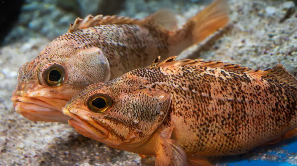 A couple of fish sitting on top of a rock
