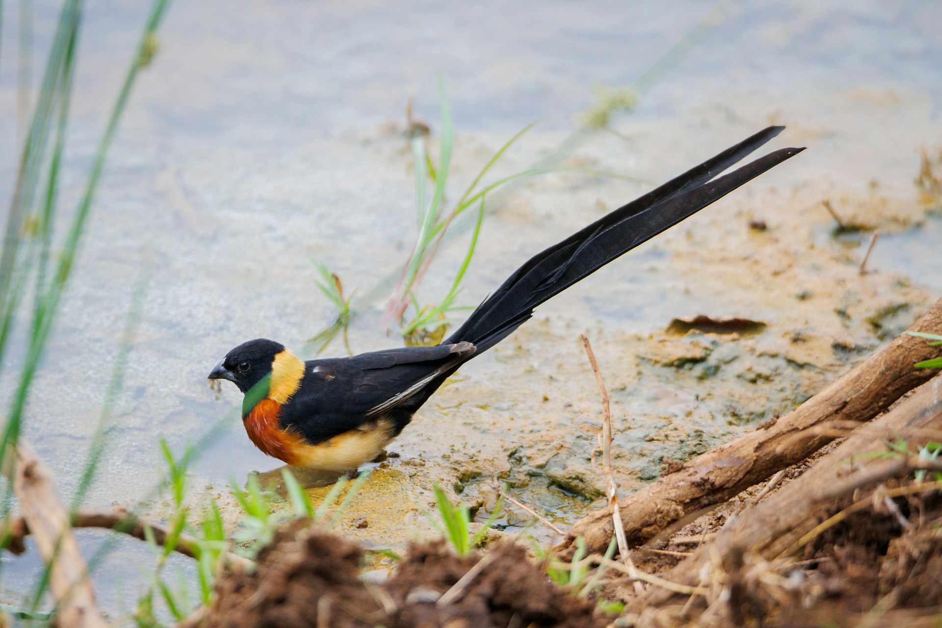 a colorful bird is standing in the water