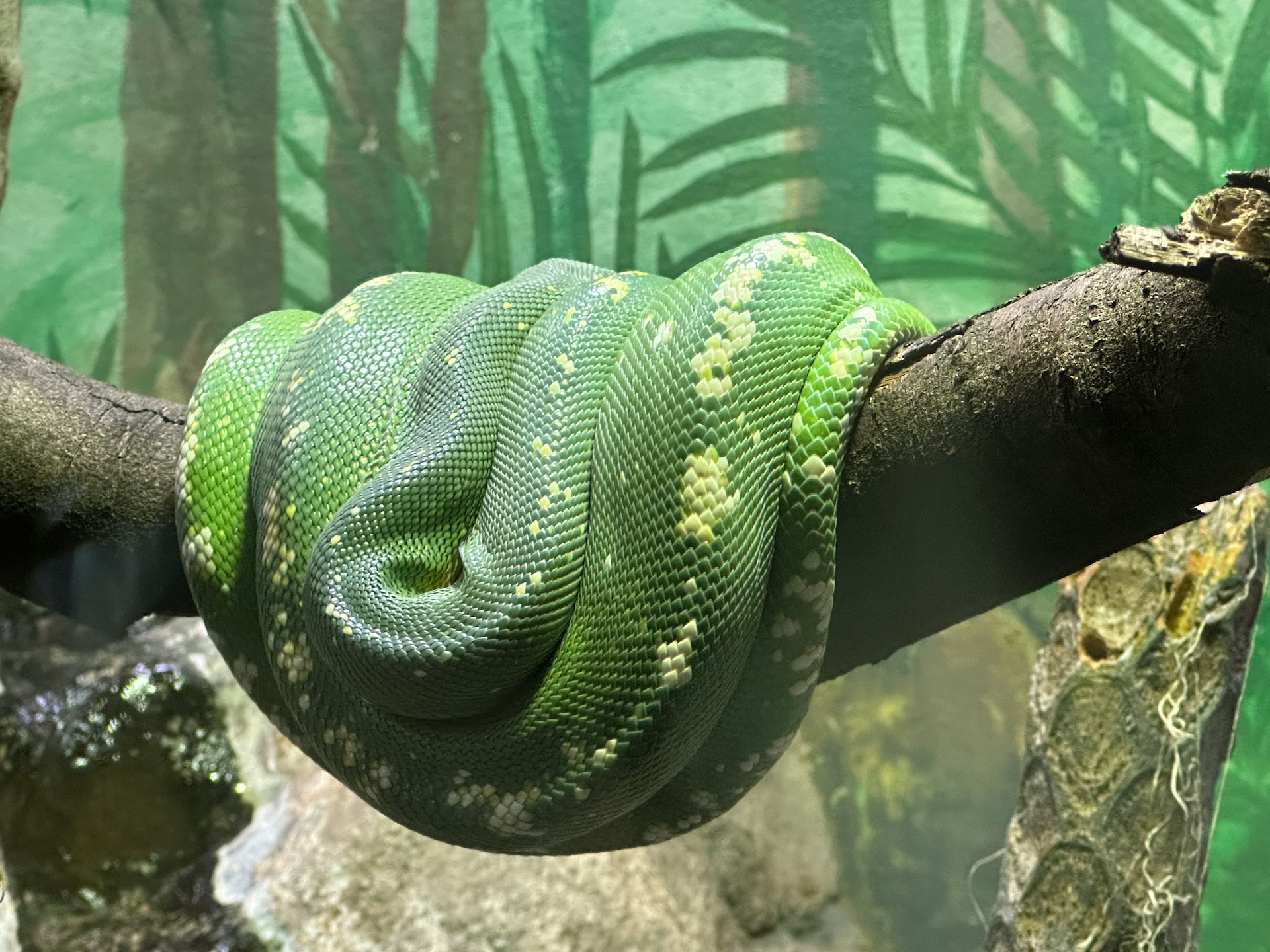 A large green snake is on a branch