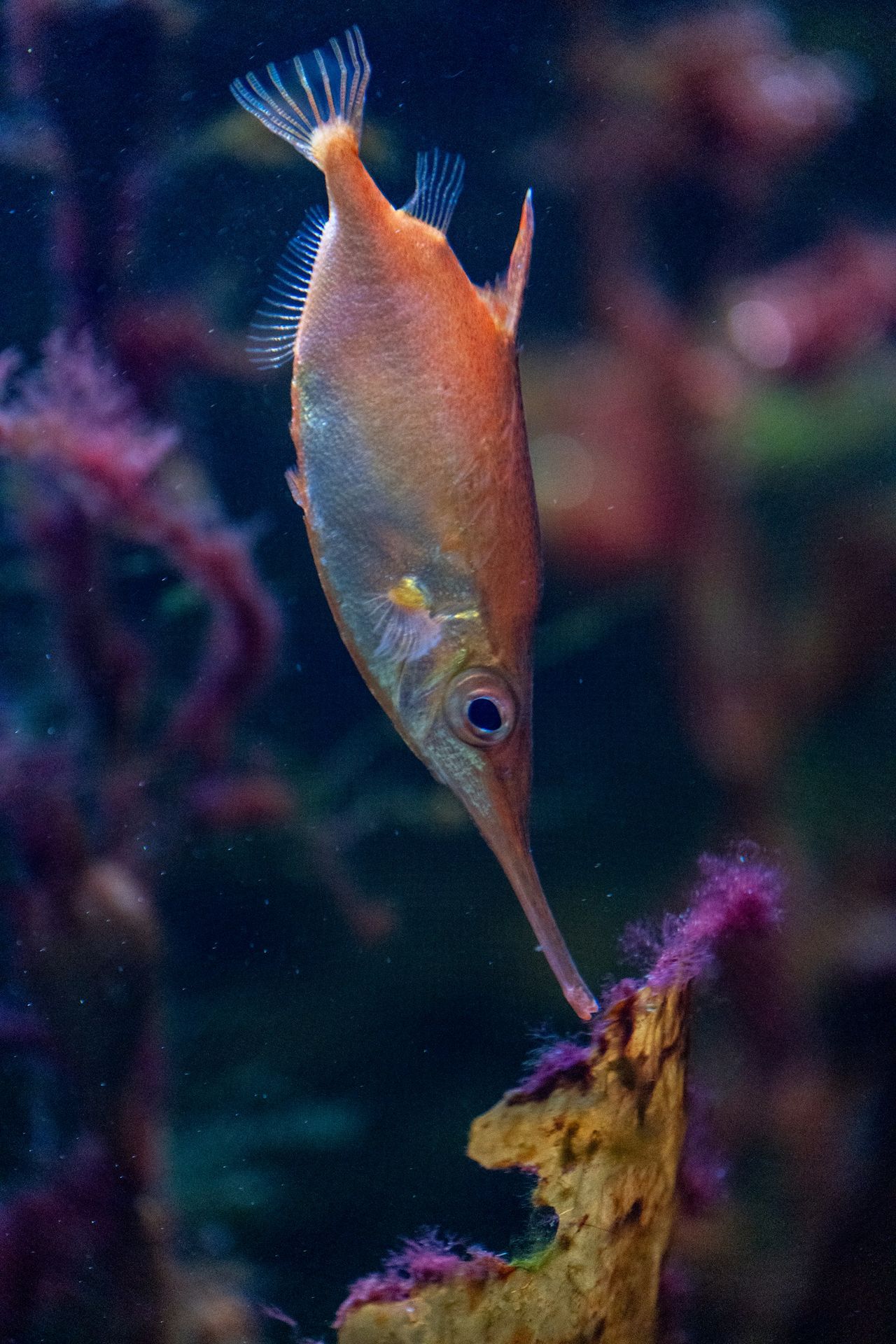 A long-snouted fish swims by aquatic plants.