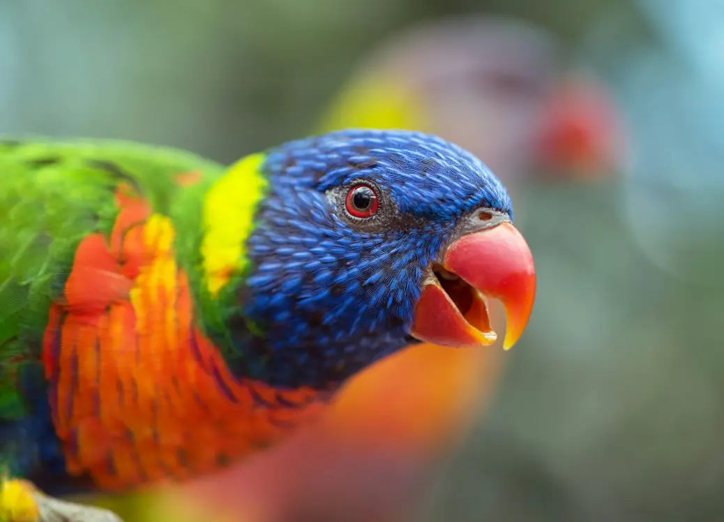 blue orange green bird